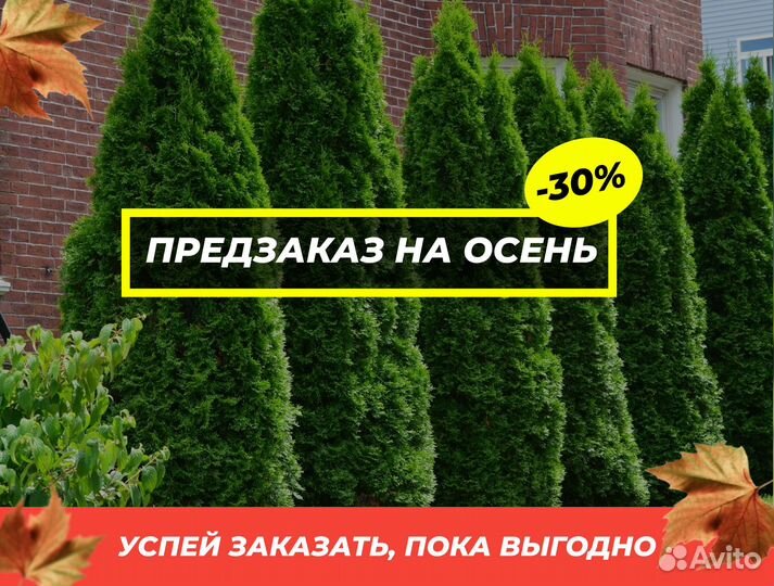 Смарагд,Брабант,колумна в ассортименте