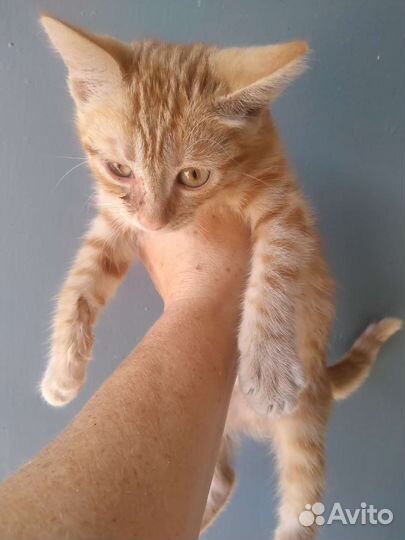 Кошка в дар бесплатно