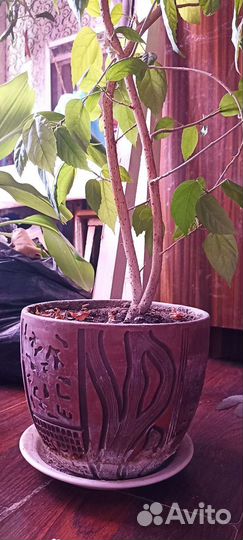 Китайская роза