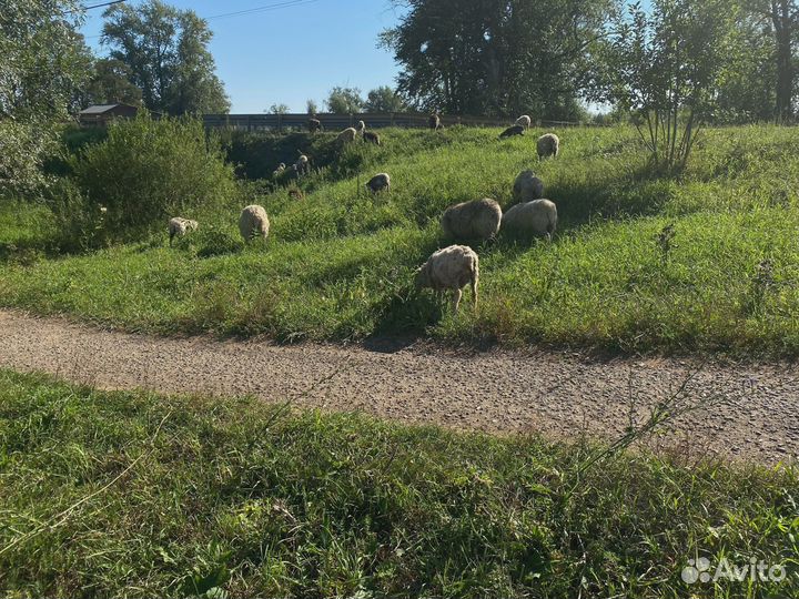 Овцы, бараны