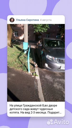 Котята в добрые руки даром