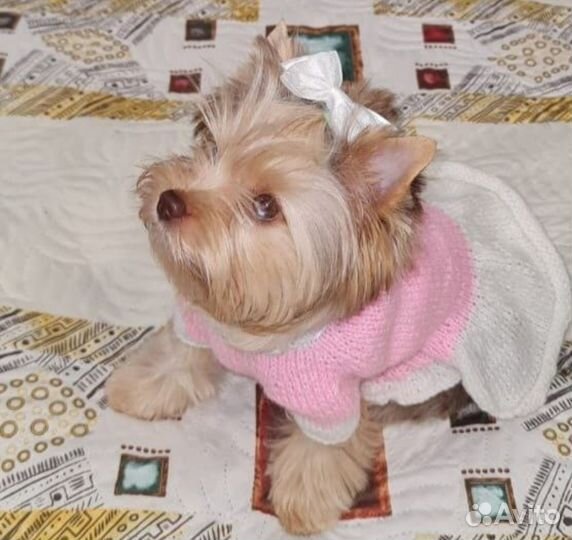 Одежда для животных