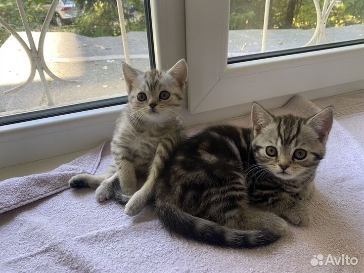 Шатланские прямоухие котята