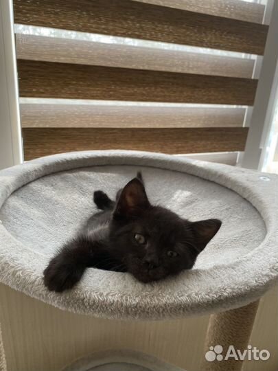 Чудесный котенок