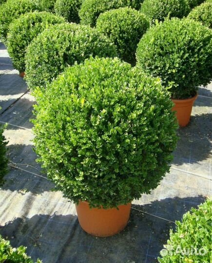 Самшит мелколистный Faulkner