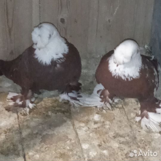 Голуби благодарненские