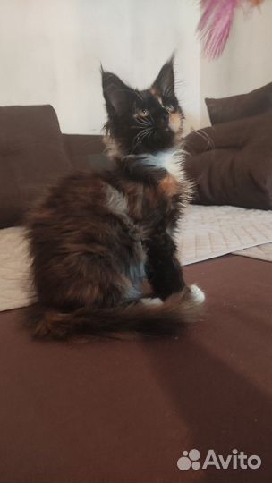 Котята мейн-кун