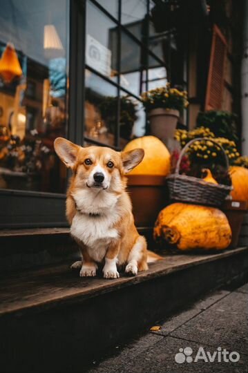 Фотосессия с Корги, Корги для фотосессии