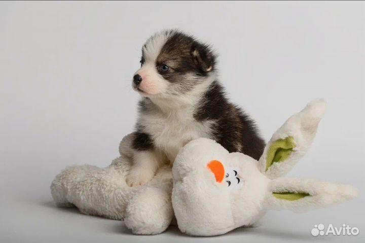 Вельш Корги Пемброк