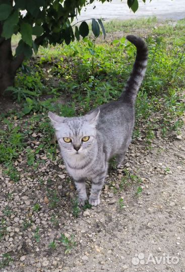 Кошка в добрые руки