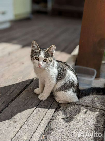 Котята в добрые руки бесплатно