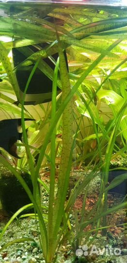 Продам немного растений