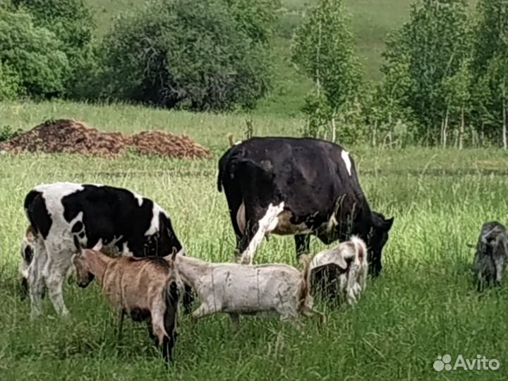 Корова первотелка, козы
