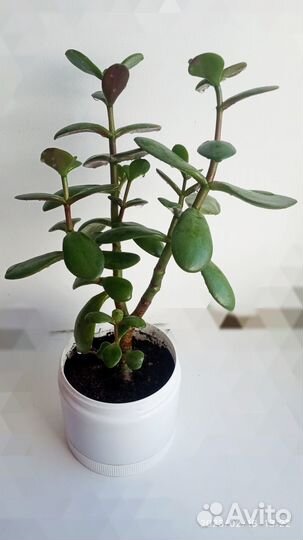 Денежное дерево (Толстянка)