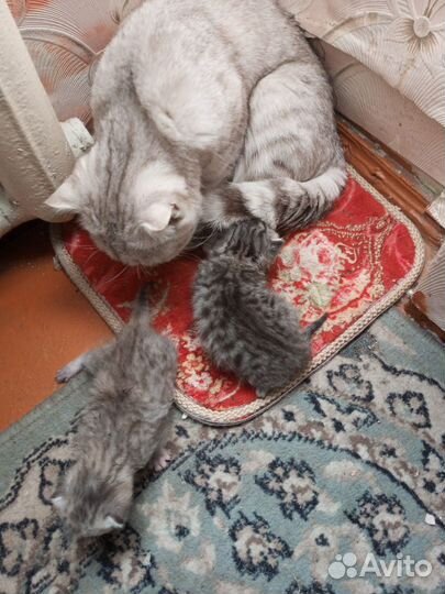 Шотландские котята бронь ищут владельца