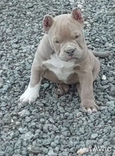 Американский булли