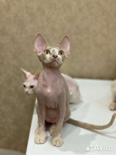 Девон-рекс маленькие и большие