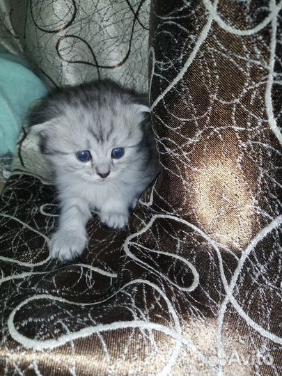 Кошки шотландцы