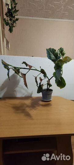 Комнатные цветы