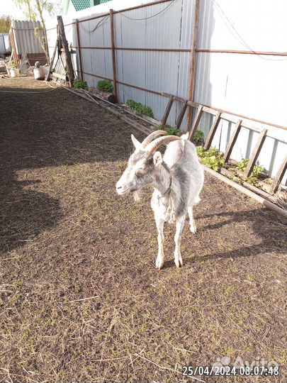 Коза дойная молочная и козлята