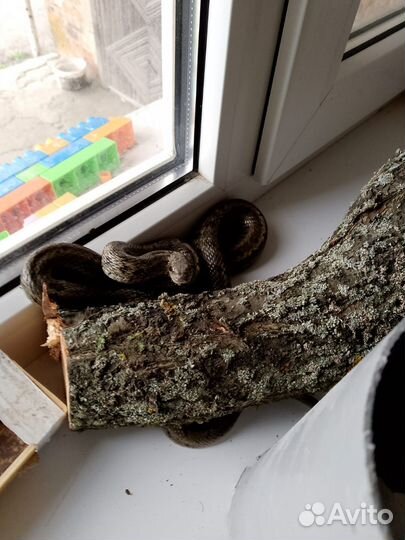 Узорчатый полоз 1.10 м