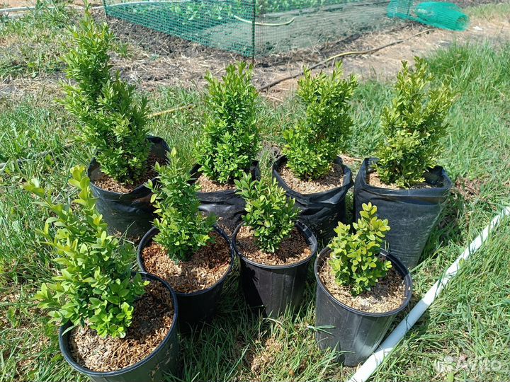 Самшит/Бересклет