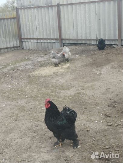 Продается петух и инкубационное яйцо