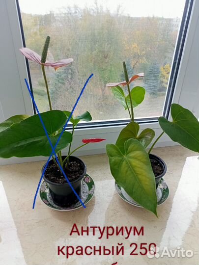 Комнатные растения