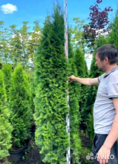 Туя от питомника