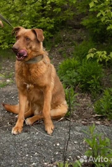 Шоколадный мальчик Шоки