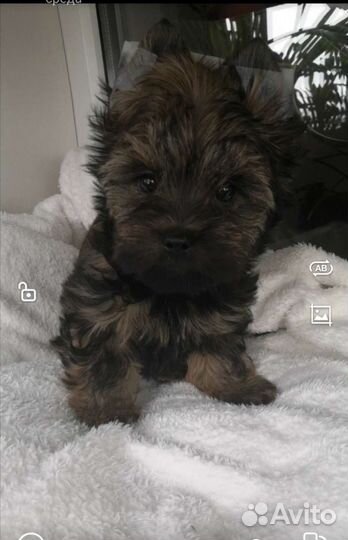 Цветной йорк