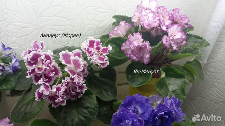 Фиалки,Кампанула Невеста,Пеларгонии