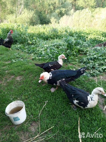 Утки и селезень