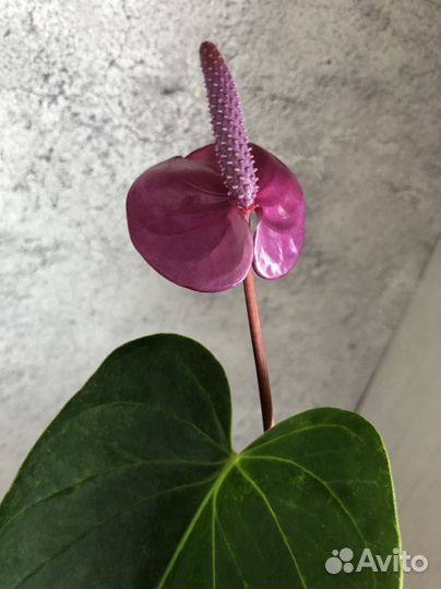 Комнатные цветы антуриум