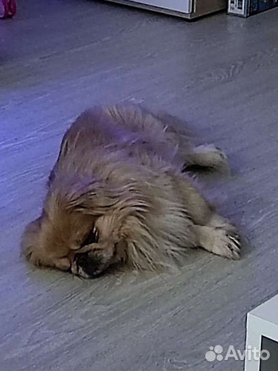 Вязка пекинес