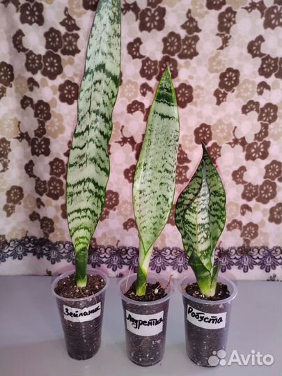Набор сансевиерий, детки. N2