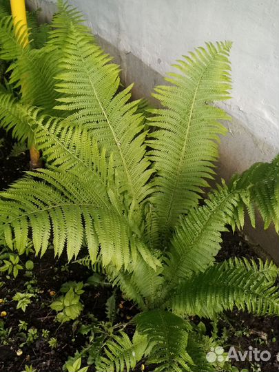 Папоротник садовый