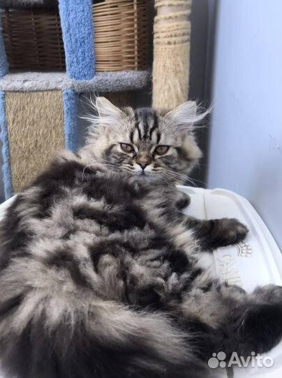 Британский котенок