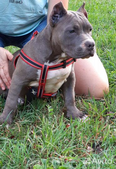 Американский булли покет щенки