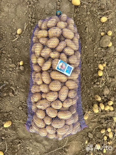 Картофель гала