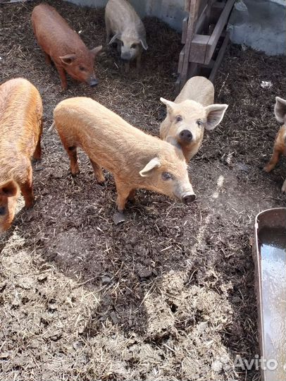 Поросята кармалы