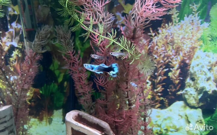 Гуппи кросс