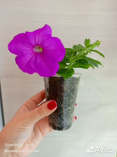 Петуния ампельная, каскадная