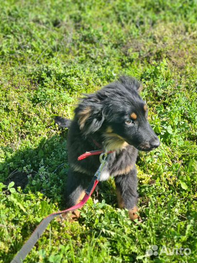 Щенок подросток девочка