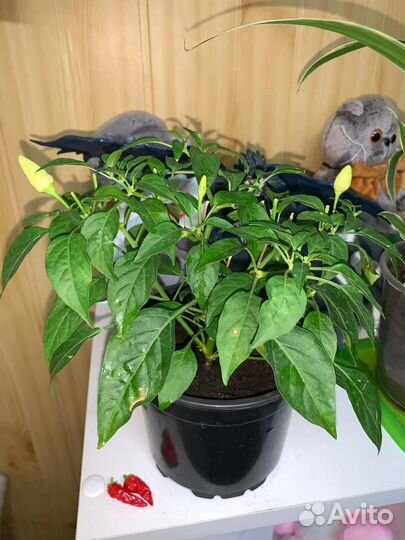 Перец острый красный