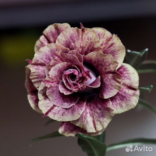 Адениумы привитые