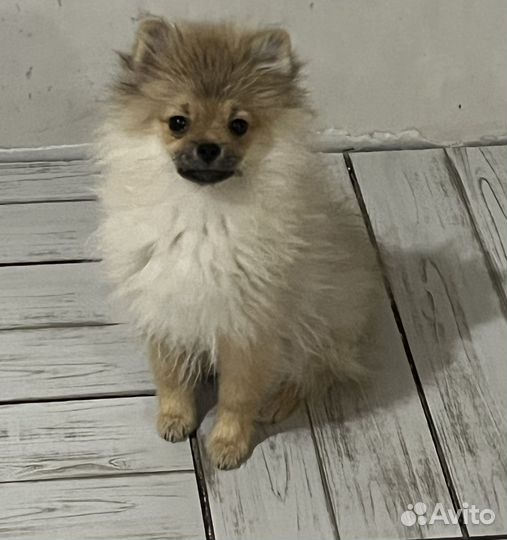 Померанский шпиц