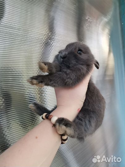 Декоративные карликовые кролики