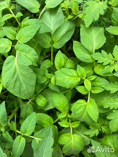 Рассада помидор