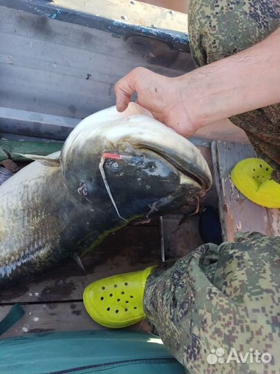 Доставка на рыбалку в Новой Ладоге